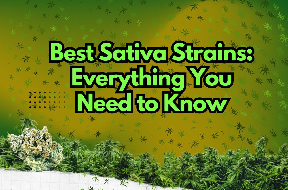 Best Sativa Strains: Everything You Need