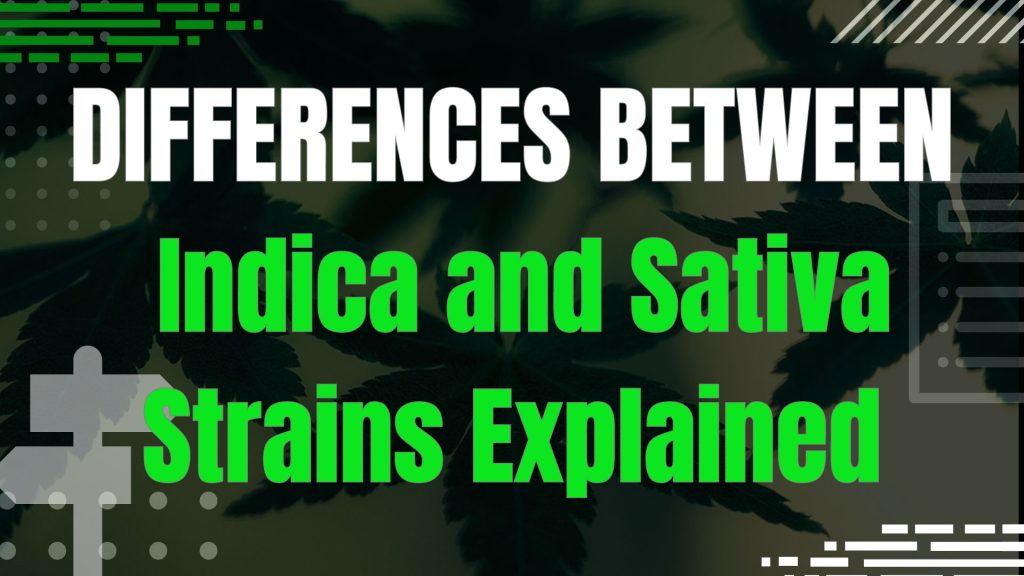 Differences Between Indica and Sativa Strains Explained