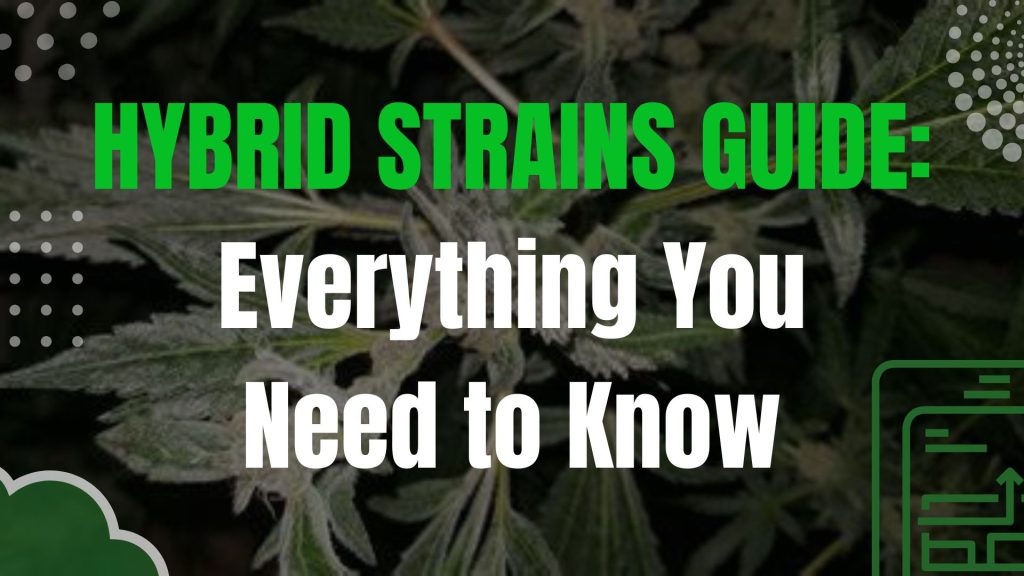 Hybrid Strains Guide: Everything You Need to Know