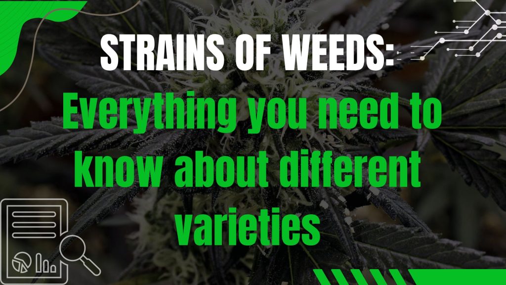 Strains of Weed: Everything you need to know about different varieties