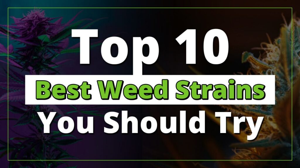 Top 10 Best Weed Strains You Should Try