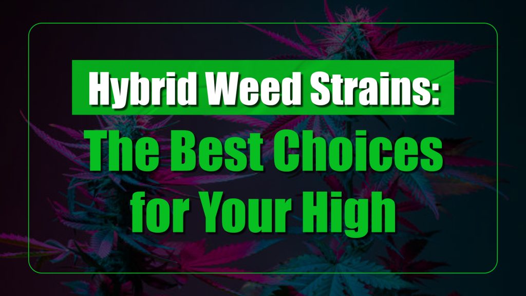 Hybrid Weed Strains: The Best Choices for Your High
