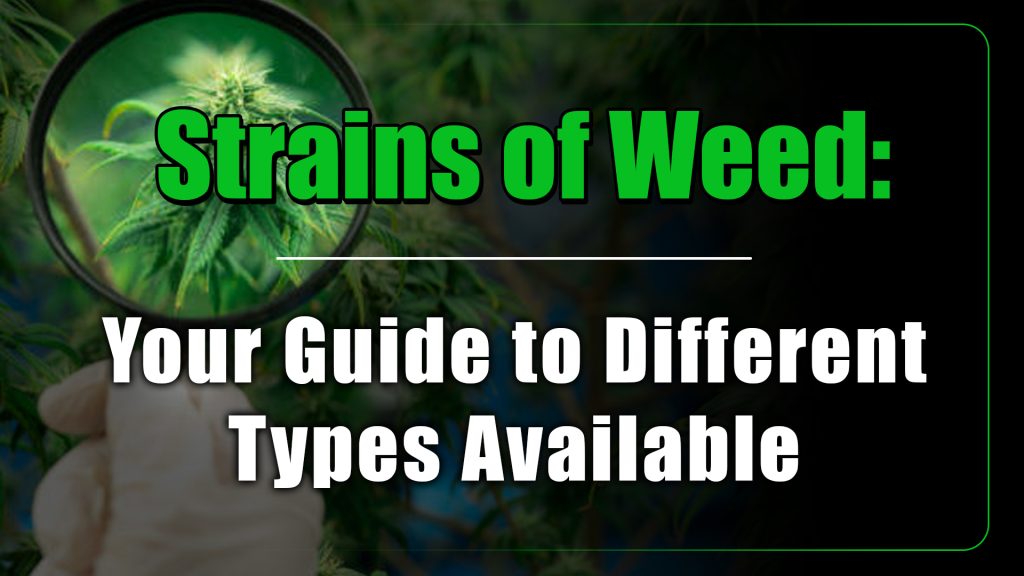 Strains of Weed: Your Guide to Different Types Available