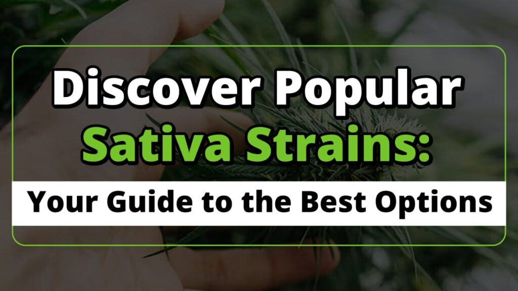 Discover Popular Sativa Strains: Your Guide to the Best Options