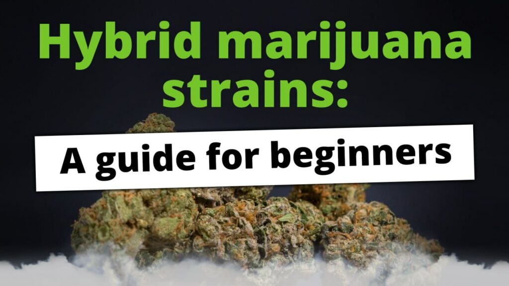 Hybrid marijuana strains: A guide for beginners