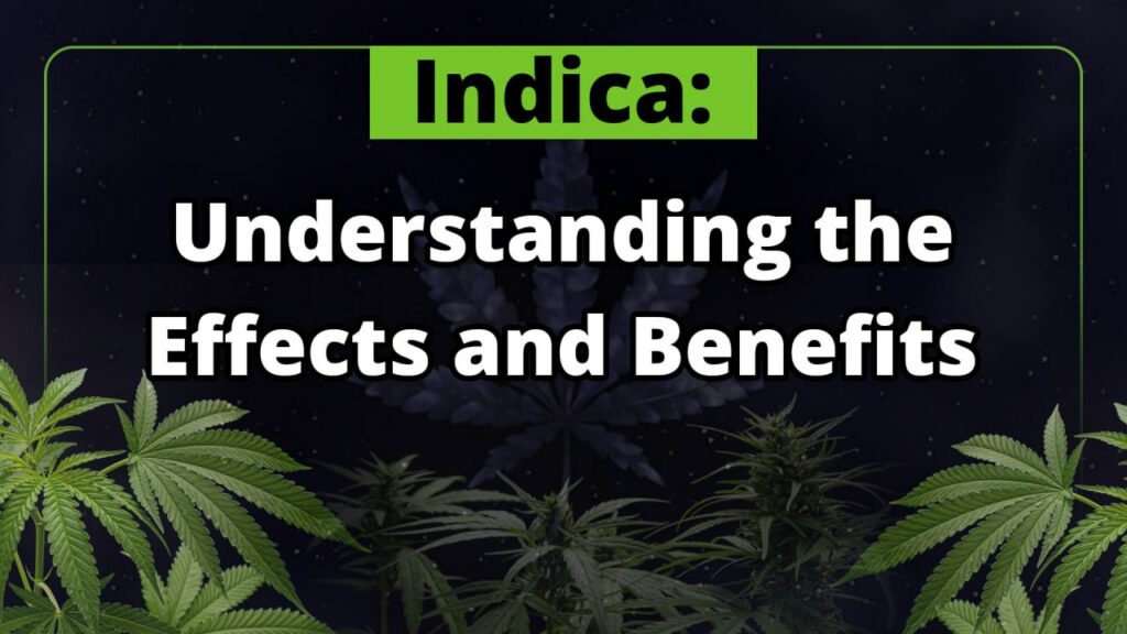 Indica Understanding the Effects and Benefits