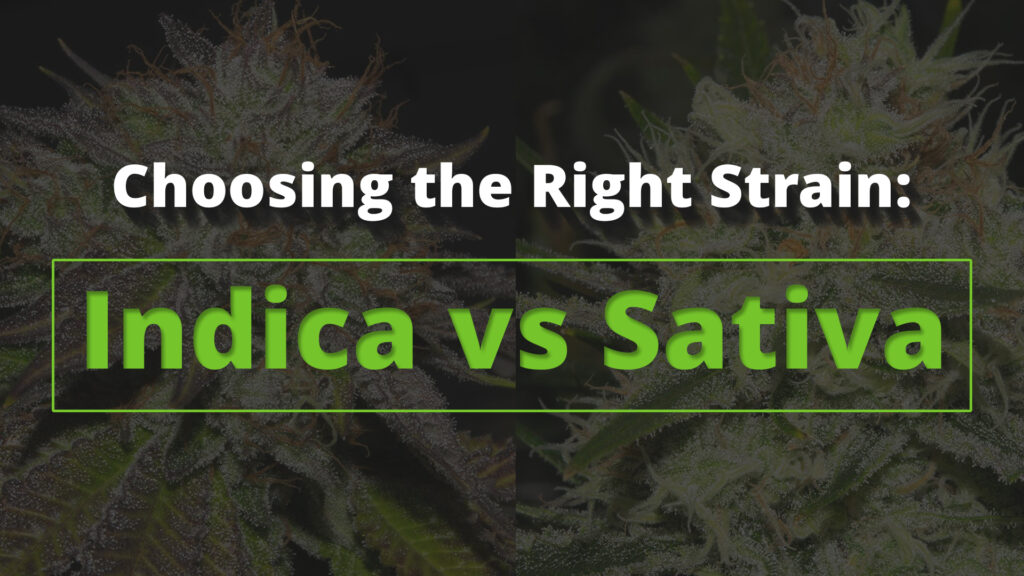 Choosing the Right Strain: Indica vs Sativa