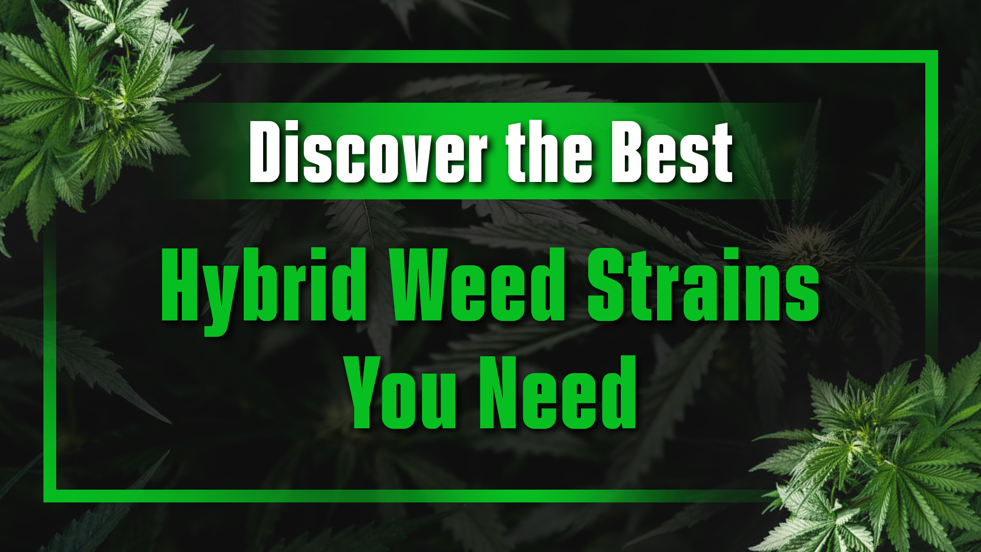 Discover the Best Hybrid Weed Strains You Need