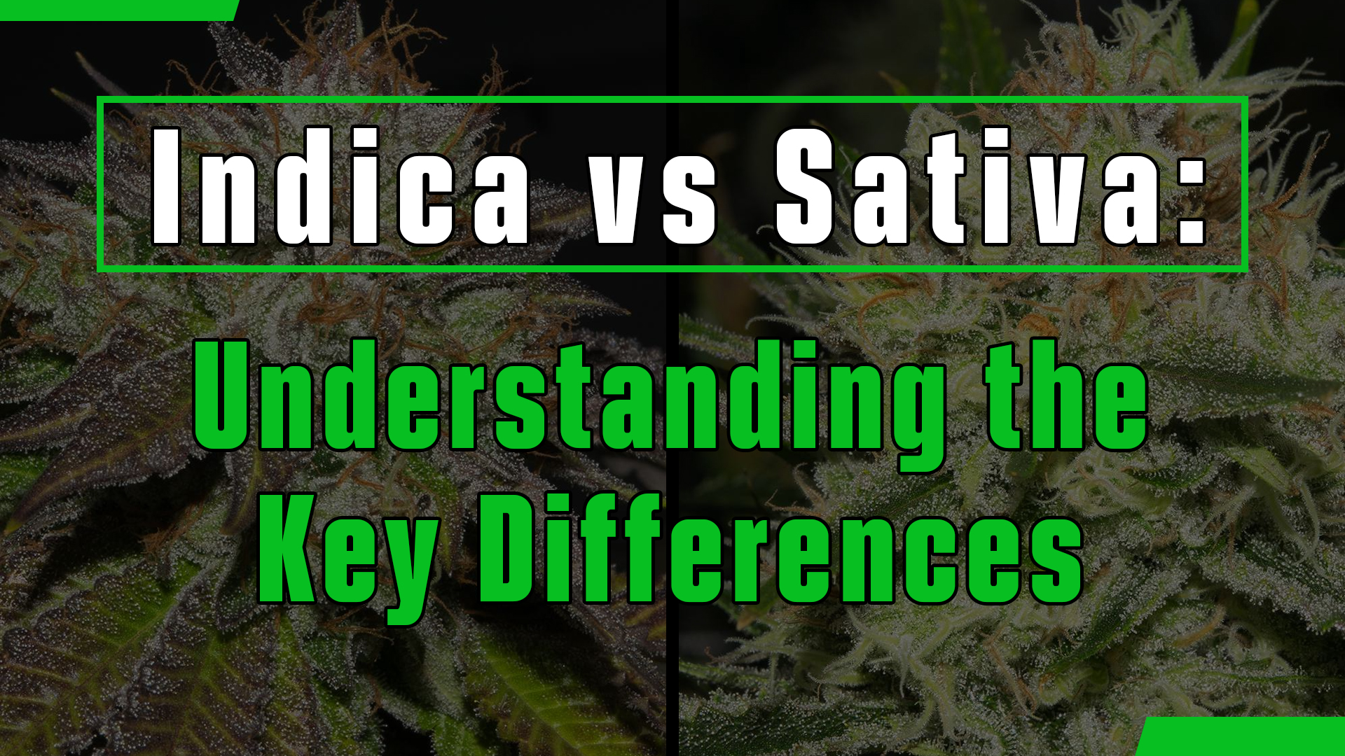 Indica: Understanding the Relaxing Effects of This Cannabis Strain