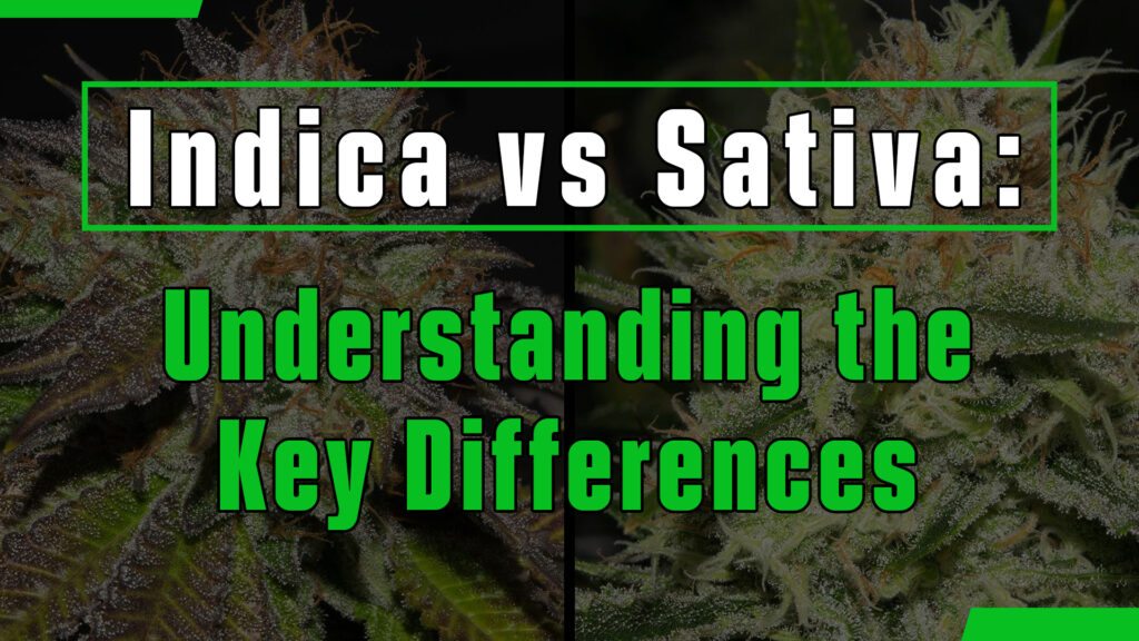 Indica vs Sativa: Understanding the Key Differences