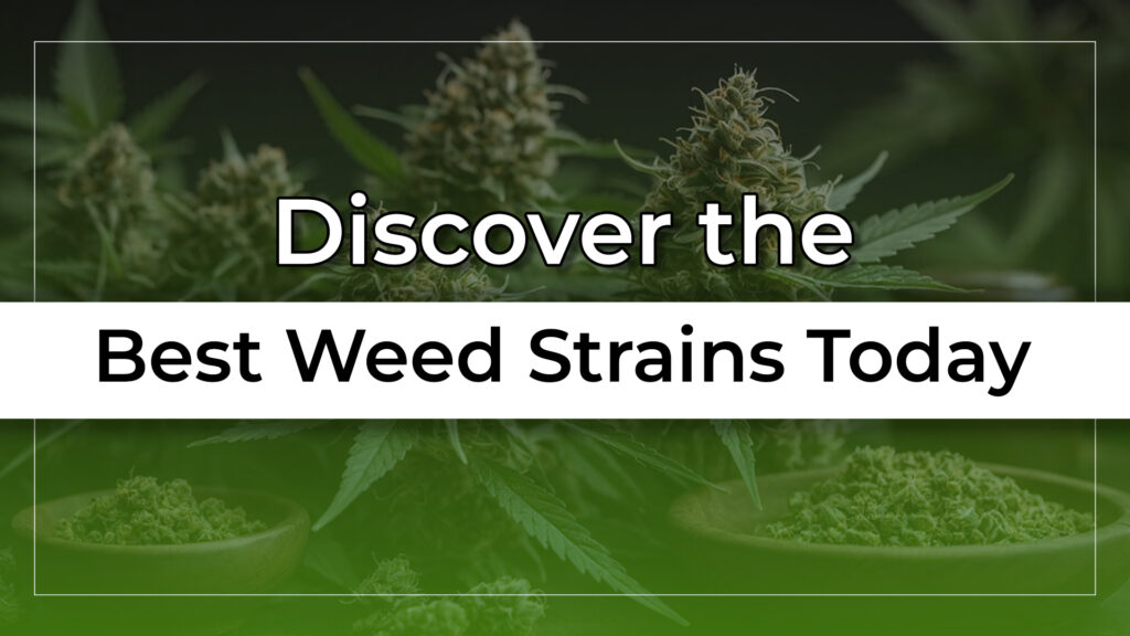 Discover the Best Weed Strains Today