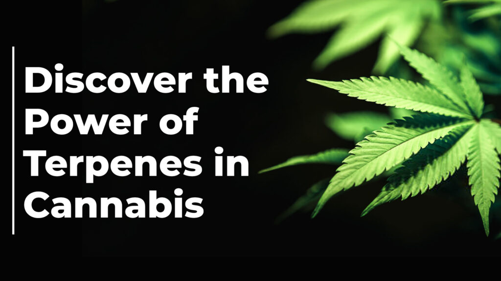 Discover the Power of Terpenes in Cannabis