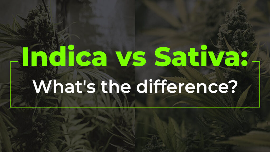 Indica vs Sativa